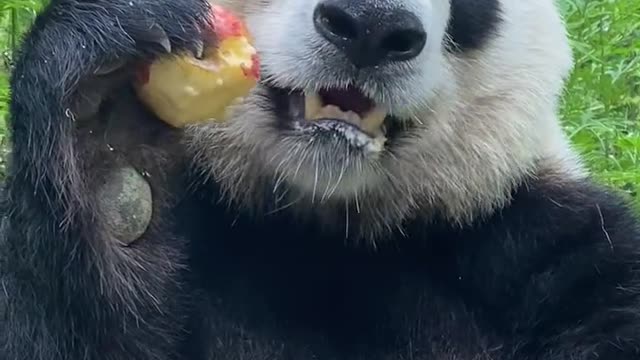 Panda loves to eat