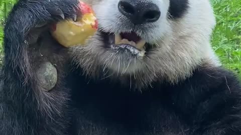 Panda loves to eat