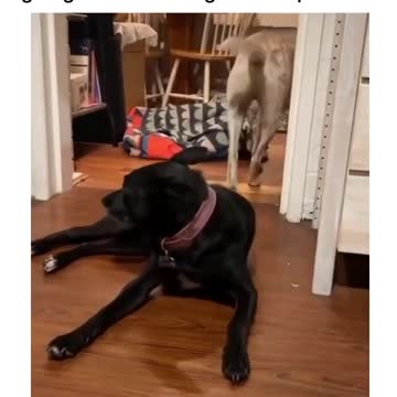 Dog Hugs His Friend Goodnight Before Going To Bed