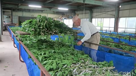 How Japanese Farming Million of SilkWorm for silk - Silk cocoon harvest and process in Factory