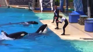 Seaworld SHAMU Killer Whale Show