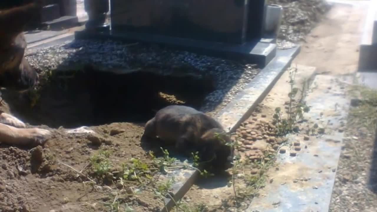 People Said This Dog Was Guarding Her Owner’s Grave, But One Rescuer Uncovered A Stunning Secret!