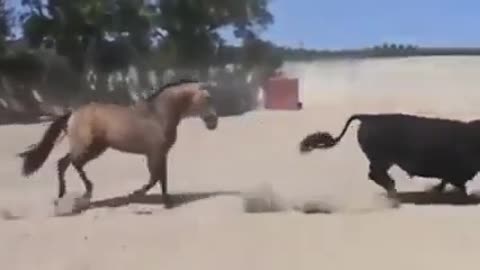 dance between the bull and the horse