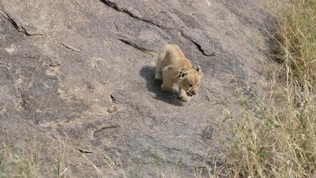 Cute lion cubs