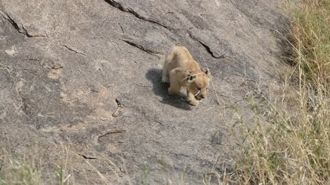 Cute lion cubs