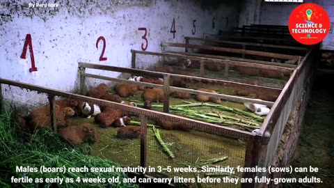 INCREDIBLE GUINEA PIG FARMING-GUINEA PIGS ARE SO CUTE WHY DO PEOPLE EAT THEM-AMAZING LIVESTOCK FARM