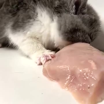 The sight of meat turned him into a little devil