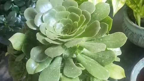 lotus succulent