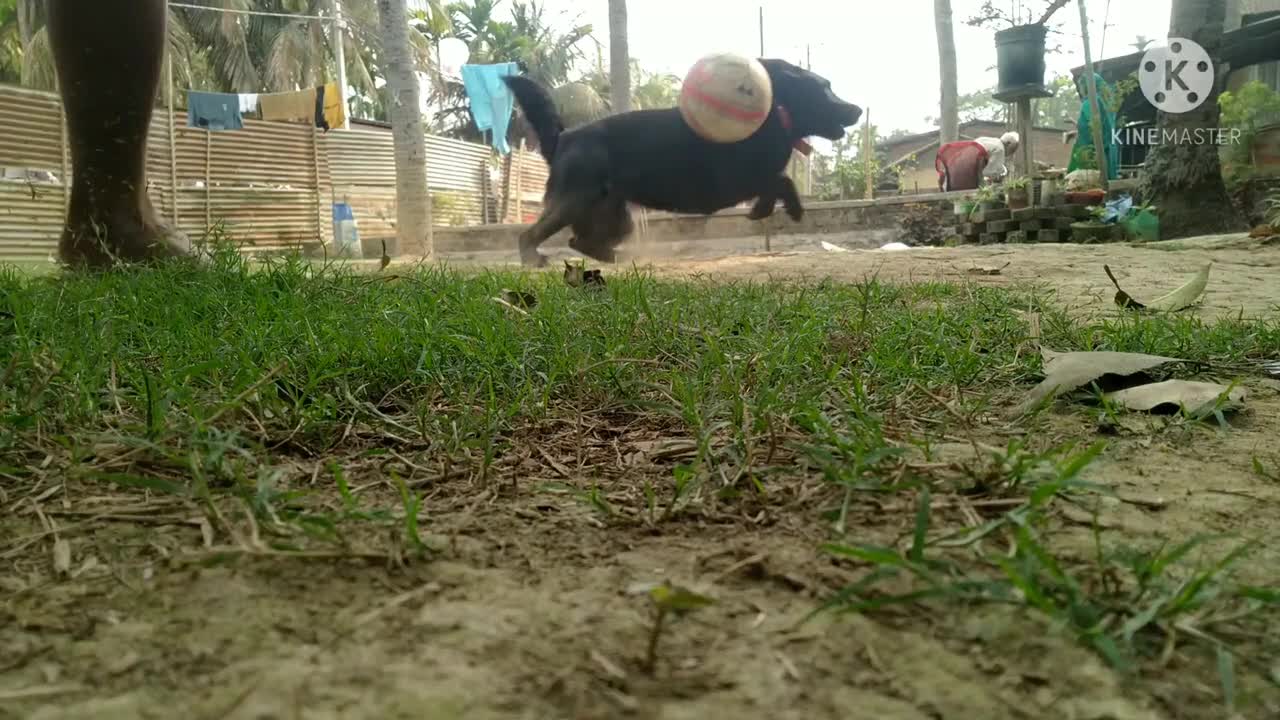 How To Training A Dog To Play Football Dog playing football