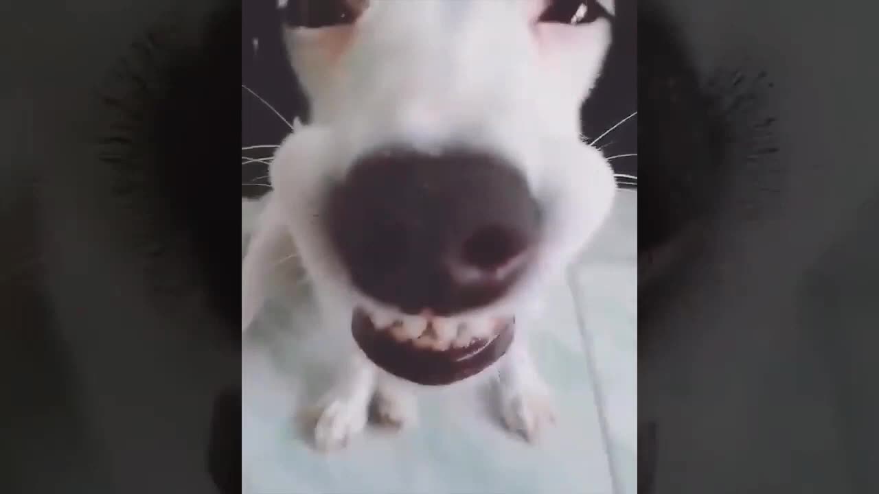 Funny Dogs Videos for Better Day