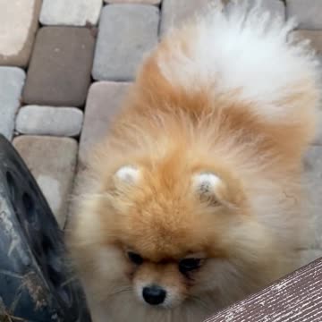 My Dog Puppies In Happy Mood