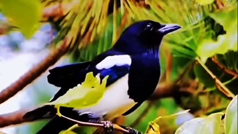 Magpie branches call good luck coming