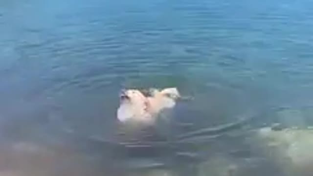 Diving dog