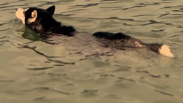 Husky Swimming In The Lake , German Shepherd Just Can See Him Only