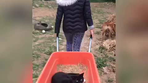 Black cat carried in red wheelbarrow