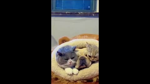 Funny Video of Cats and Dogs Together