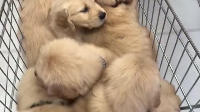 A Cart Full of Cute