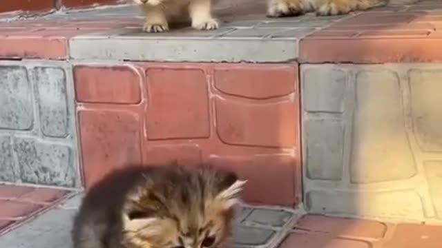 Funniest Animals