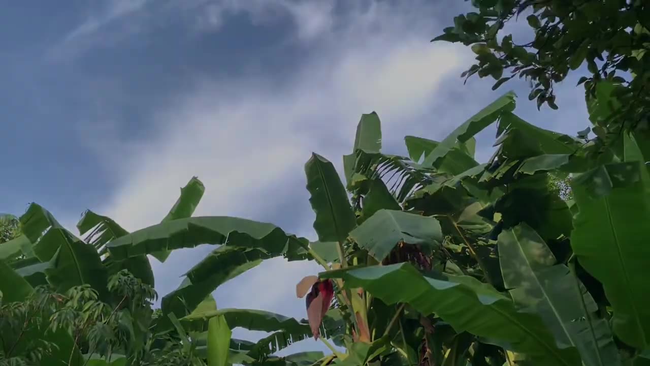 Discover amazing new methods with grafting watermelon and papaya