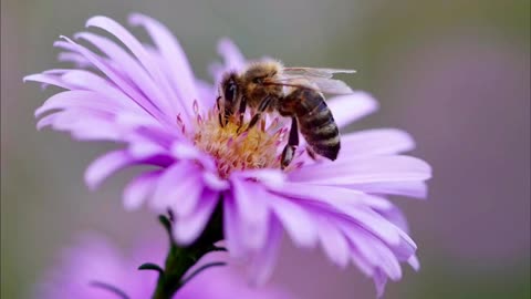 Beautiful Bee