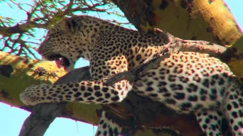 An African leopard lounges in a tree