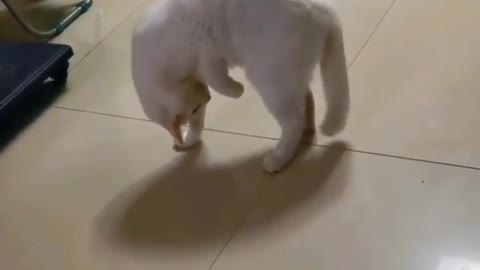 Gotcha..🐈🐾😅