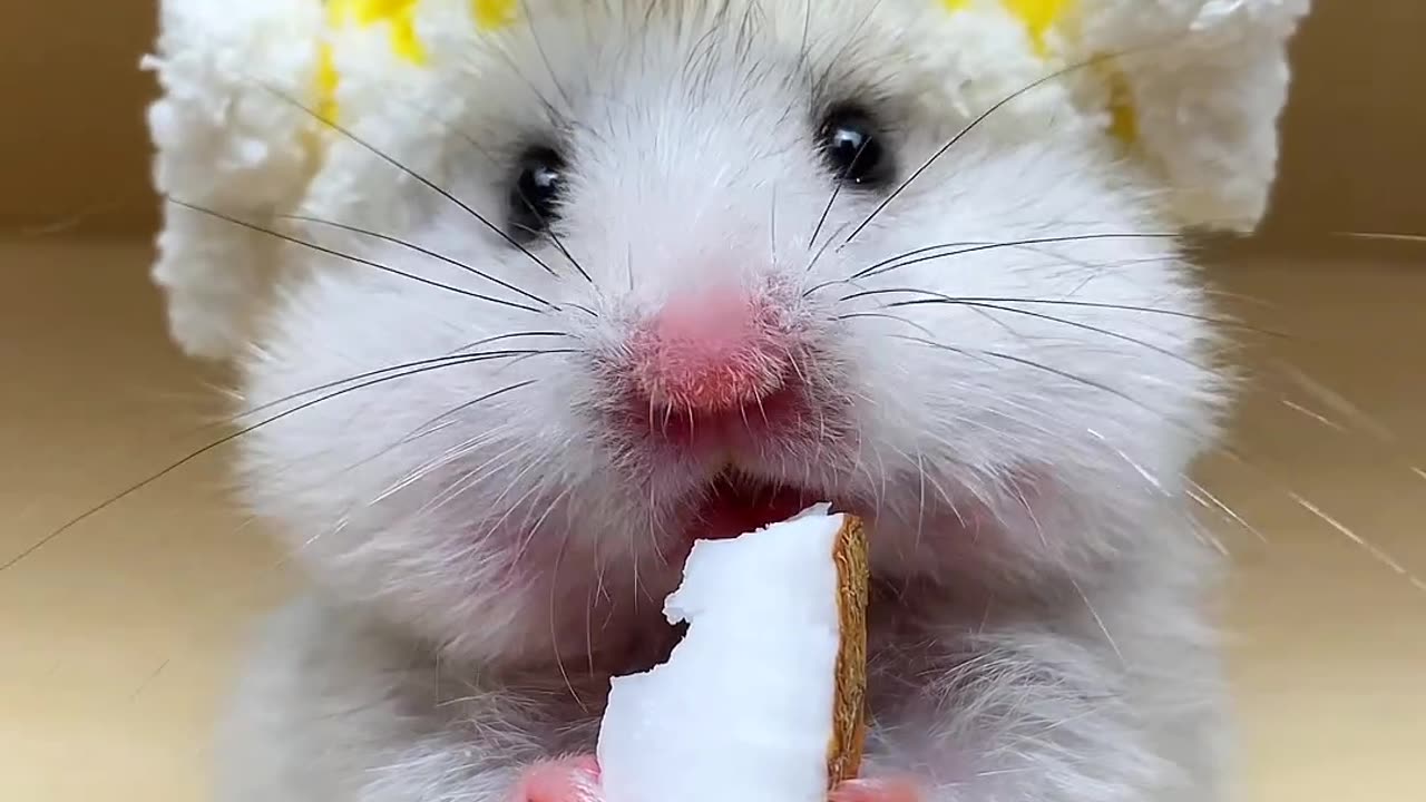 Coconut eating cutie