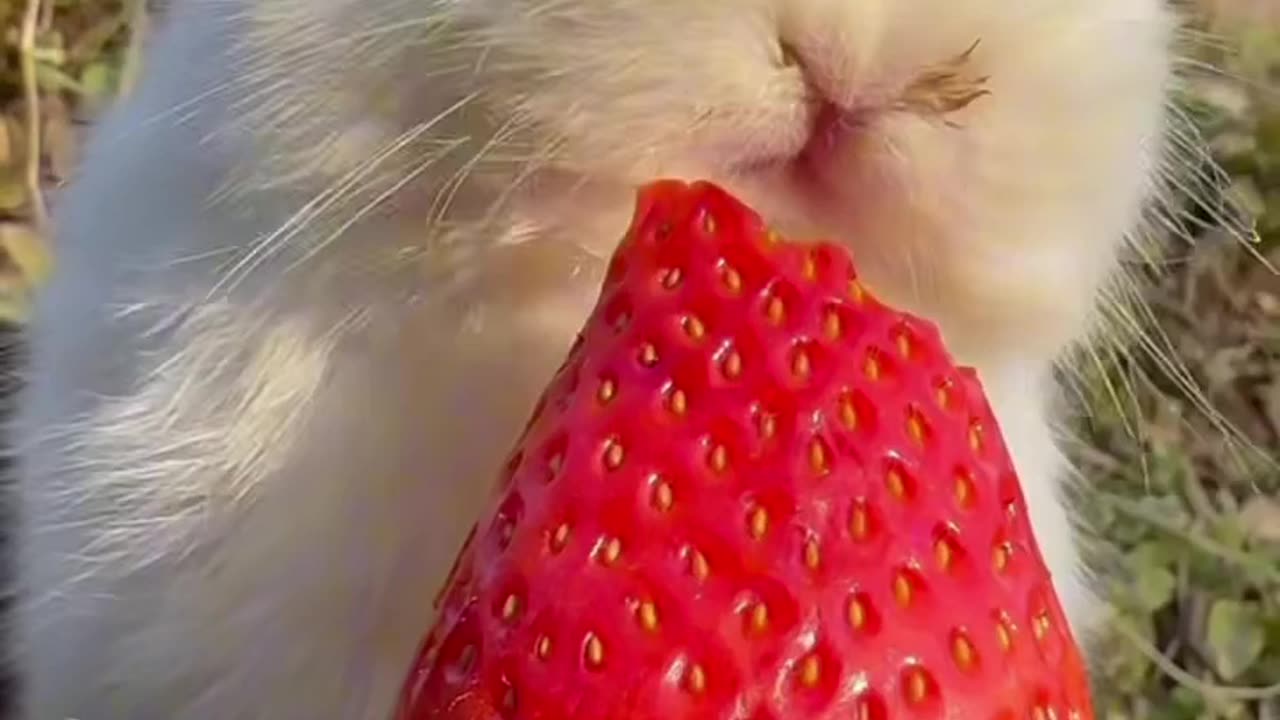 Rabbit eating strawberry 🤤