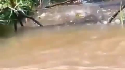 This is a beautiful and charming water-dwelling species