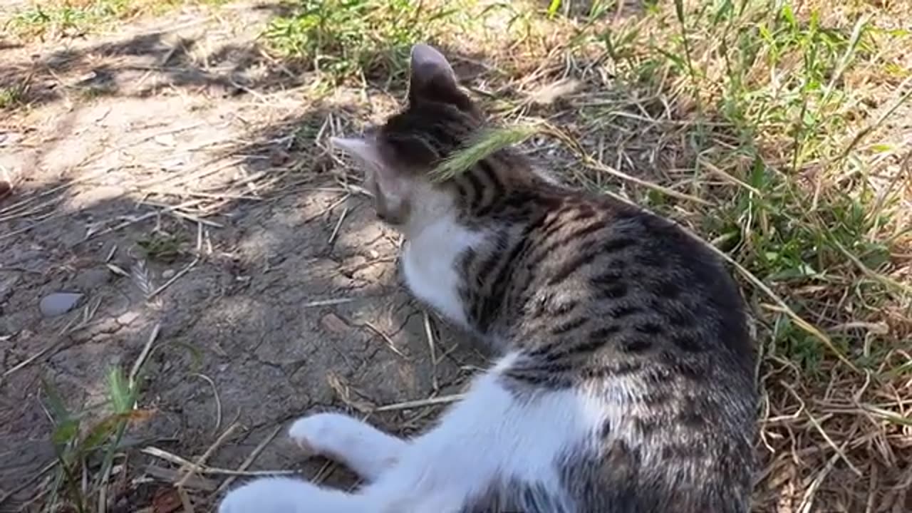 I gave chicken meat to the little kittens. Little Kittens are very hungry