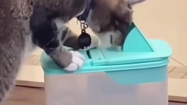 Funny cat videos compilation