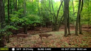 Bucks Rumble in the woods