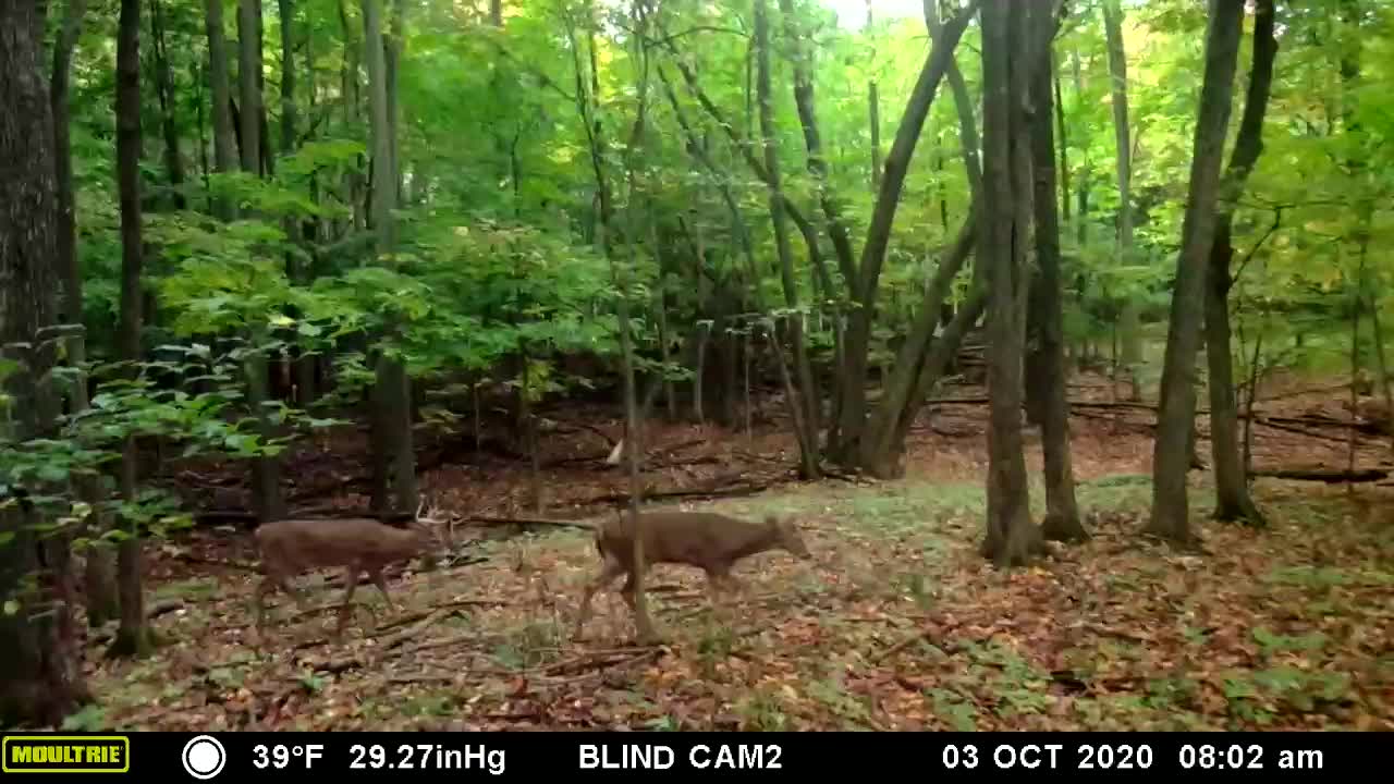 Bucks Rumble in the woods