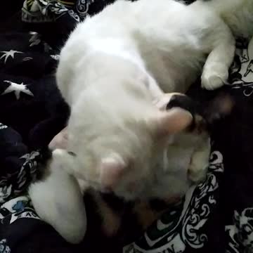 Kitten teasing her older brother