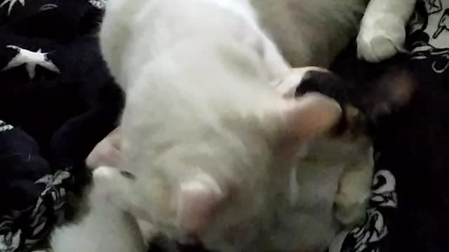 Kitten teasing her older brother