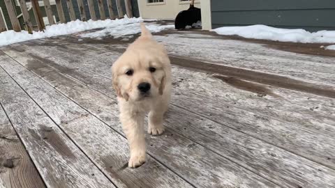 ADORABLE GOLDEN RETRIEVER