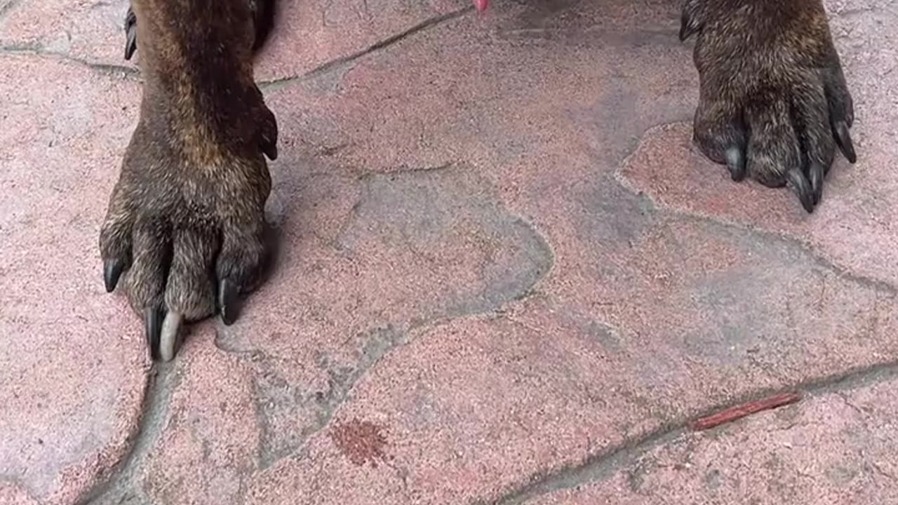 "How to Train Your Dog Like a Pro: Tips & Tricks πΆπ"