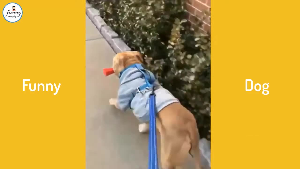 Funniest Animals, Funny animal videos can't help but laugh!!!! 🤪😹🐶