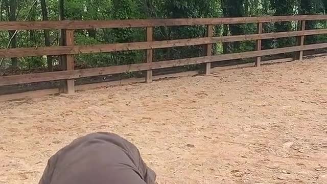 This horse trick is so funny