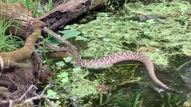 Snake at the Lake