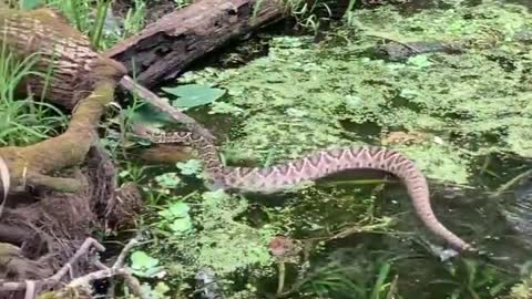 Snake at the Lake