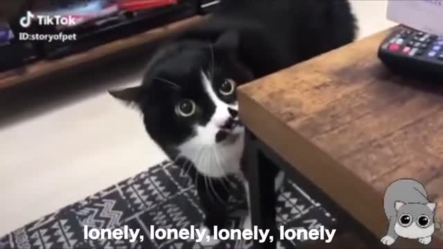 Cats talking !! these cats can speak english better than hooman