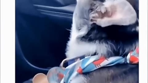 Dog So Excited Every Time It Sees Owner’s Boyfriend