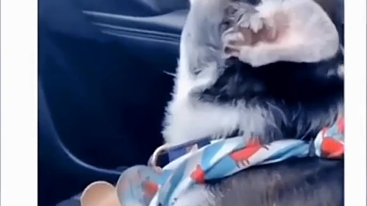 Dog So Excited Every Time It Sees Owner’s Boyfriend