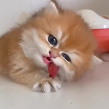 Baby Cats - Cute and Funny Cat Videos #cat#tiktok#shorts