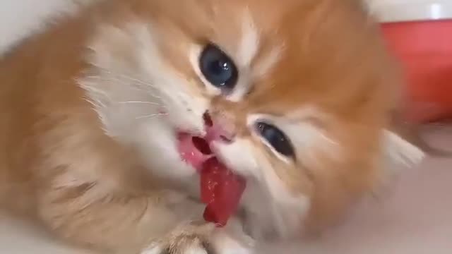 Baby Cats - Cute and Funny Cat Videos #cat#tiktok#shorts