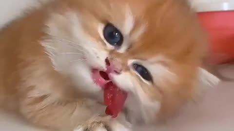 Baby Cats - Cute and Funny Cat Videos #cat#tiktok#shorts