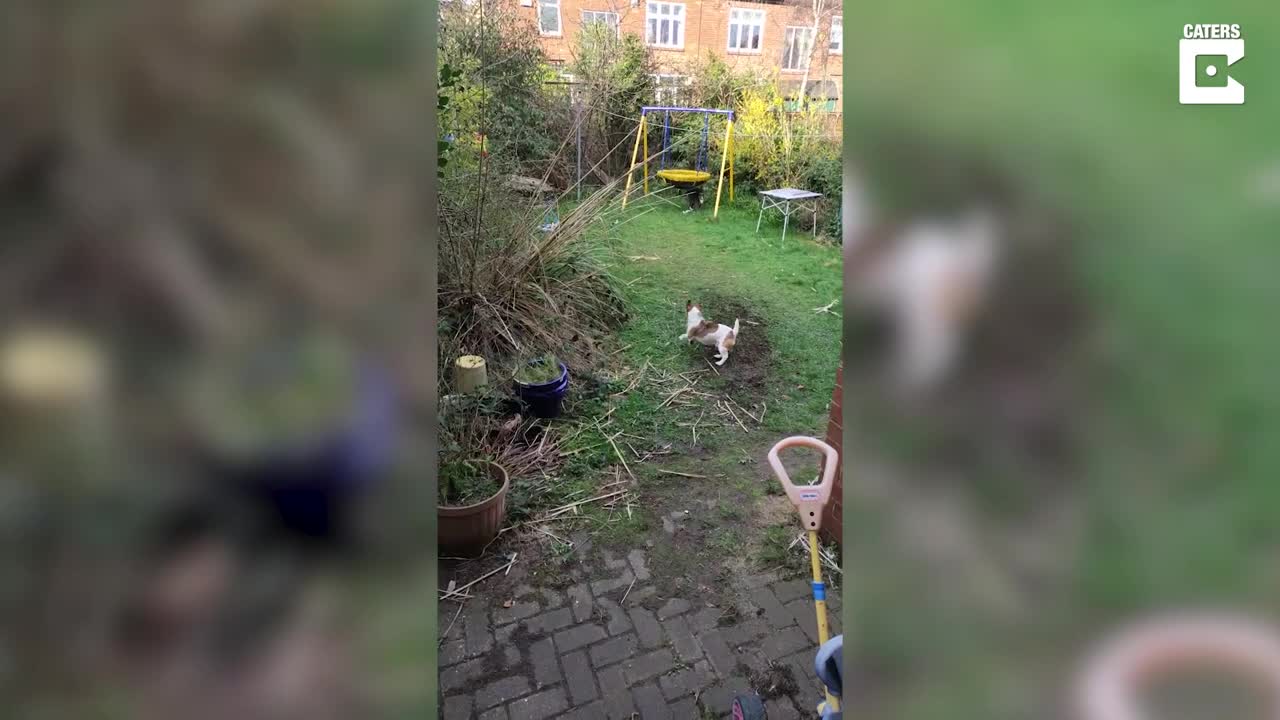 Overconfident Puppy Gets Chased Off By Cat