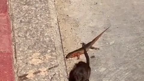 MOUSE vs GECKO - MOST AMAZING VIDEOS IN THE WORLD 2022