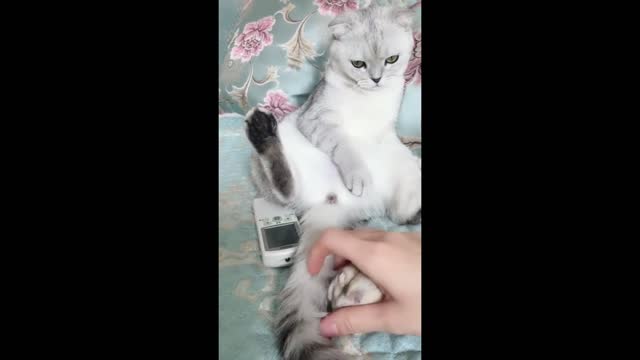 Lazy kitten)